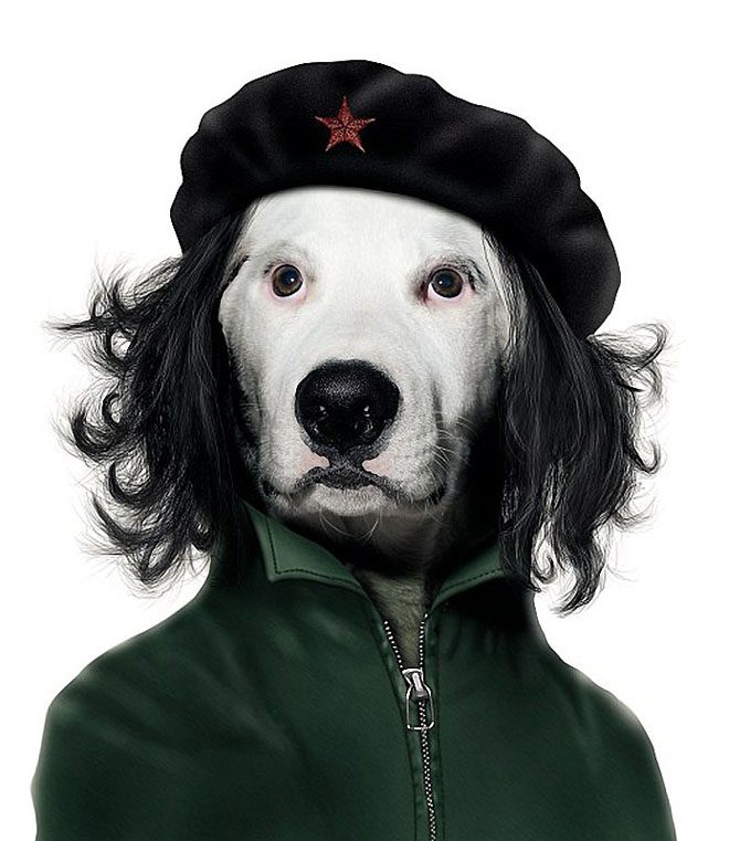 Che Guevara - Dog Disguisefamous person faces celebrity animal funny